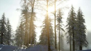 prachtige kerstscène in het bergbos. kleurrijke winterzonsopgang video