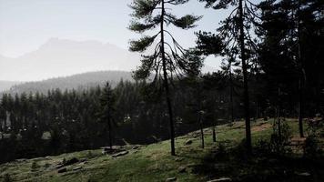 Misty foggy mountain landscape with fir forest video