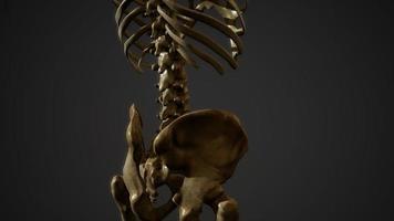 bones of the Human skeleton video