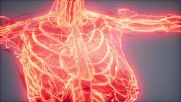 Blood Vessels of Human Body video