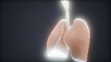 3D-animatie van menselijke longen video