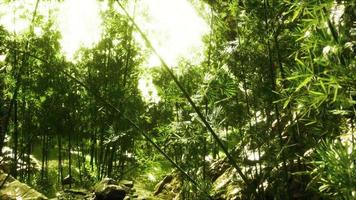 grüner bambuswald in hawaii video