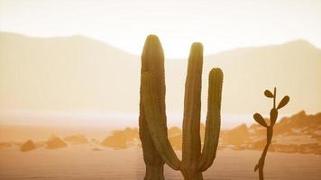 Arizona desert sunset with giant saguaro cactus video