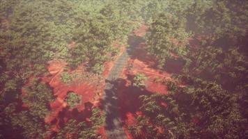 aerial shot of road snaking through green trees video