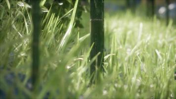 herbe verte fraîche sur la forêt video