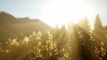 8k Rays of the Sun Make their Way through the Branches video