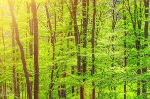 Beech trees with green leaves on branches in Slavkov thick dense foliage forest photo