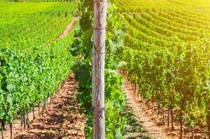 Grapevine wooden pole and rows of vineyards green fields landscape with grape trellis on river Rhine Valley photo