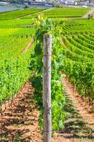 Grapevine rows in vineyards green fields landscape with grape trellis on hills in river Rhine Valley photo