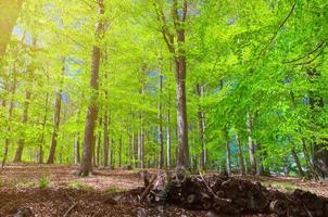 Beech trees with green leaves on branches in Slavkov thick dense foliage forest photo