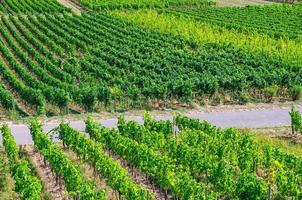 filas de vid en viñedos campos verdes paisaje con enrejado de uva en colinas en el valle del río Rin