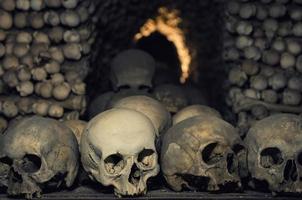 Human bones and skulls. Row of skulls. Skulls collection photo