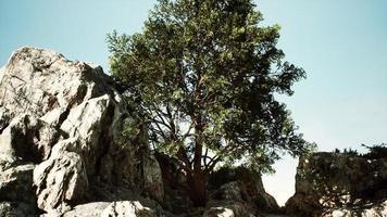 Grüner tropischer Baum, der einsam auf einer griechischen Steinklippe am Meer wächst video