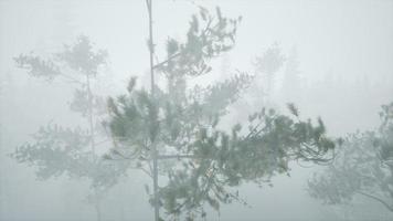 jour d'automne nuageux dans la forêt de pins avec brouillard video