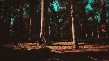 jätte sequoias skog av sequoia nationalpark i Kalifornien berg video