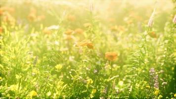 wild veld met bloemen bij zonsondergang video