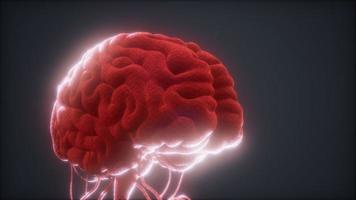 animerad modell av mänsklig hjärna video