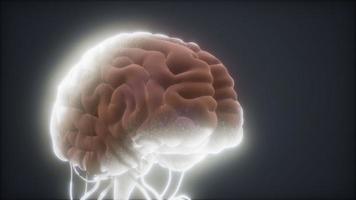 modelo animado del cerebro humano video