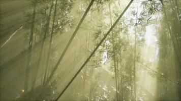 asian bamboo forest with morning fog weather video