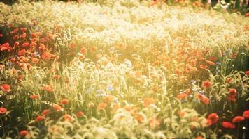 flores silvestres al atardecer de verano video