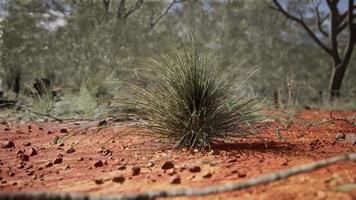 australian bush with trees on red sand video