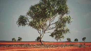 dry african savannah with trees video