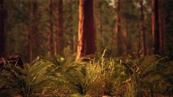 bosque alto de secuoyas en el parque nacional de yosemite video