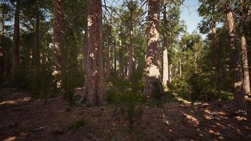 Sequoia redwood trees in the sequoia national park forest video