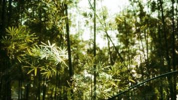 bosque de bambú asiático de 8k con luz solar video