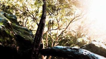 bosque verde y chozas en una mañana brumosa de malasia video