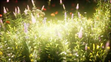 wilde Blumen auf dem Feld video