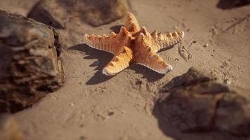 sjöstjärna på sandstrand vid solnedgången video