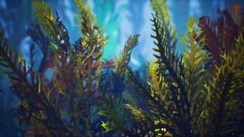 Underwater tropical colourful soft-hard corals seascape video