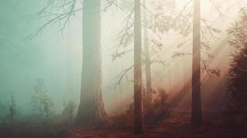 au fond de la forêt par un matin brumeux video