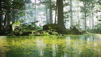 lever du soleil avec des rayons de soleil à travers la forêt au bord du lac video