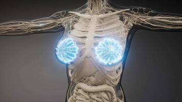 ilustración médica precisa de las glándulas mamarias de una mujer obesa video