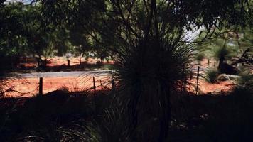 arbusto de areia vermelha com árvores video