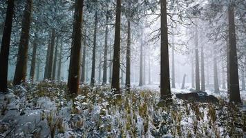 bosque de invierno congelado en la niebla video