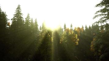 hillside with coniferous forest among the fog on a meadow in mountains video