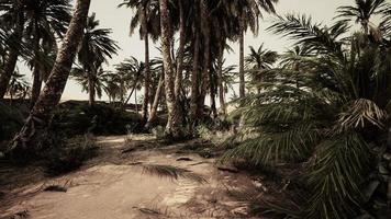 sandy dunes and palm trees in desert Sahara video