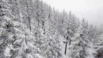 paisagem aérea de árvores cobertas de neve video