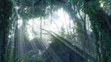 luz da manhã no belo jardim da selva video