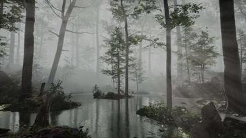 luz del sol en el bosque de niebla de hadas video