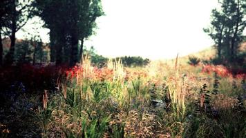 Scenic vivid green forest landscape with meadow video