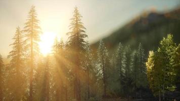 dennenbos bij zonsopgang met warme zonnestralen video