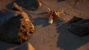 étoile de mer sur la plage de sable au coucher du soleil video