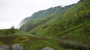 small green trees on hills in fog video