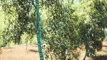 floresta de bétulas em raios de sol pela manhã video