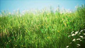 Feld mit grünem Gras und wilden Blumen bei Sonnenuntergang video