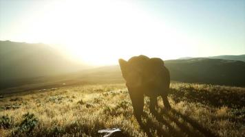 gammal afrikansk elefant går i savannen mot solnedgången video